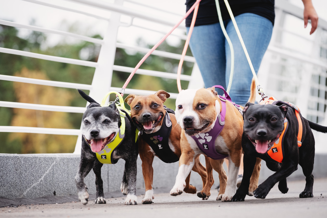 Hurtta Weekend Warrior Harness, makkelijk te verstellen Y-harnas