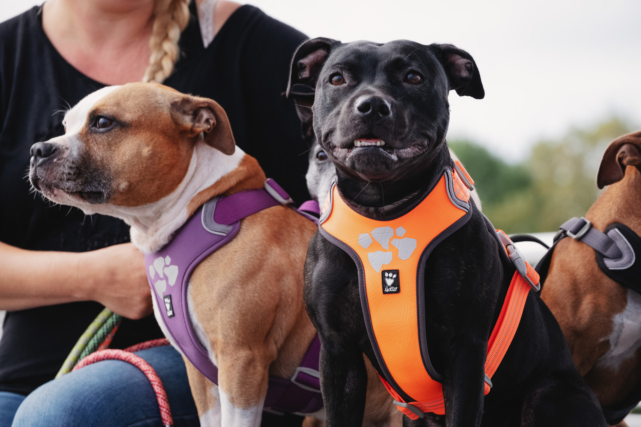 Hurtta Weekend Warrior Harness, makkelijk te verstellen Y-harnas