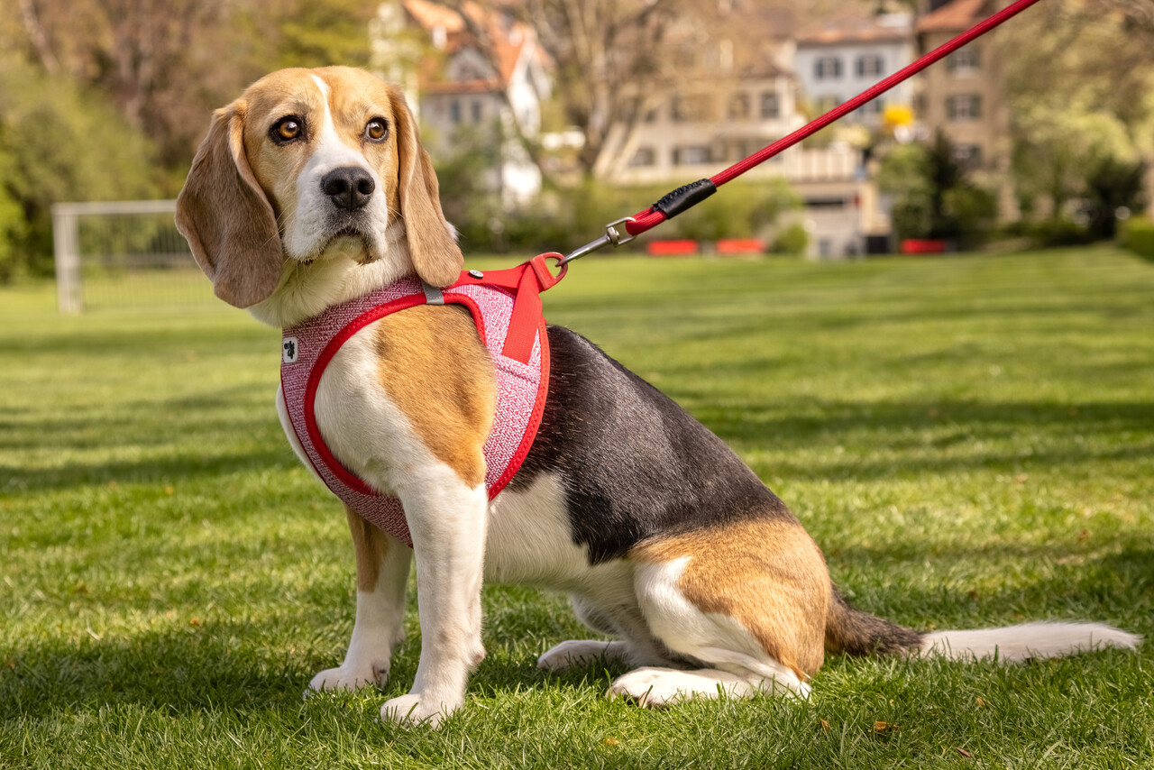 Curli Vest Harness Merino Clasp Curli Vest Harness Merino Clasp