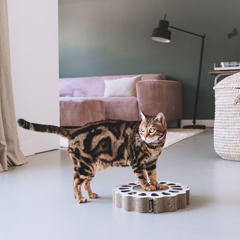 District 70 Sunny, krabben en spelen in één! Ook leuk om als cadeau weg te geven! District 70 Sunny, krabben en spelen in één! Ook leuk om als cadeau weg te geven!