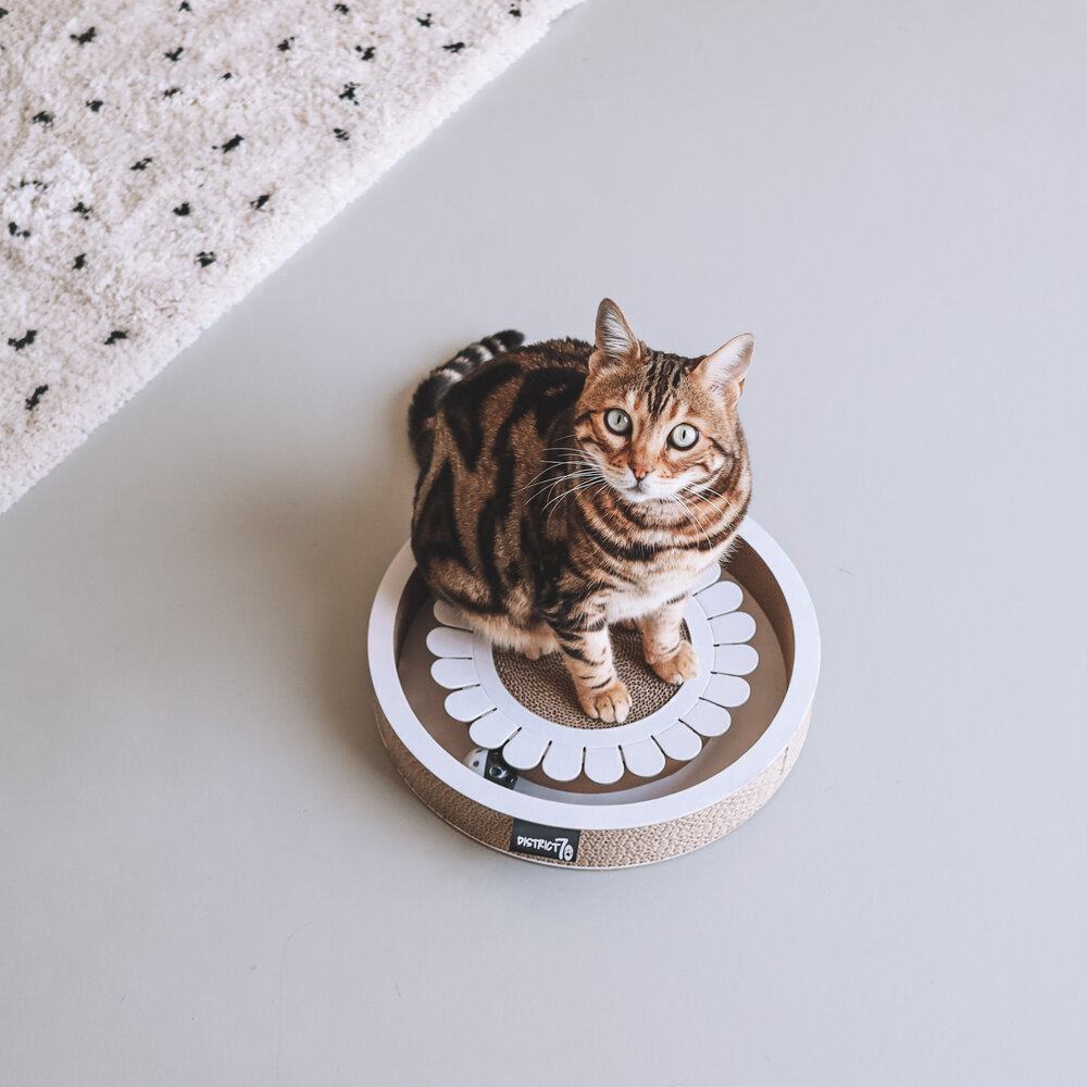 District 70 Bloom, Krabben en spelen in één!