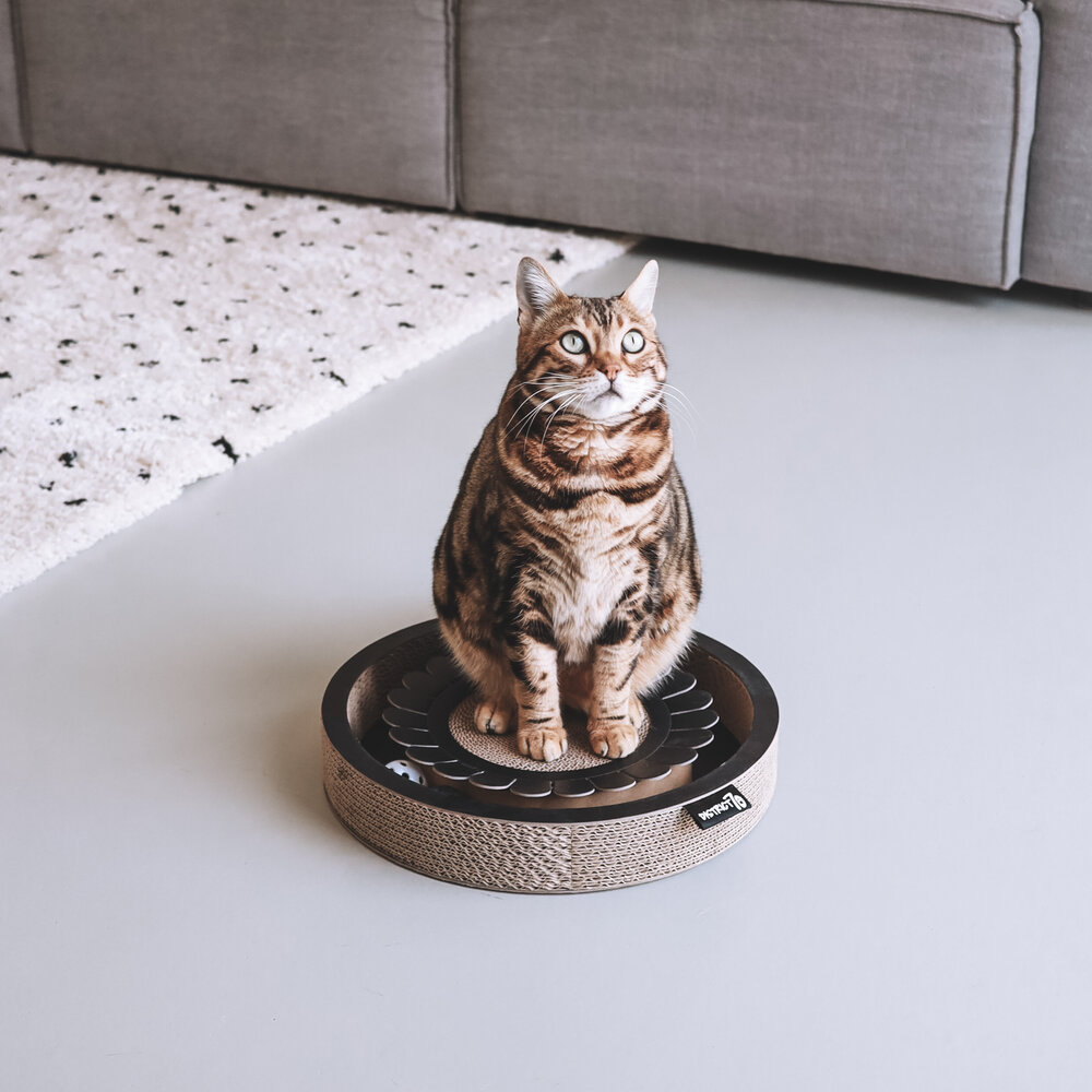 District 70 Bloom, Krabben en spelen in één!