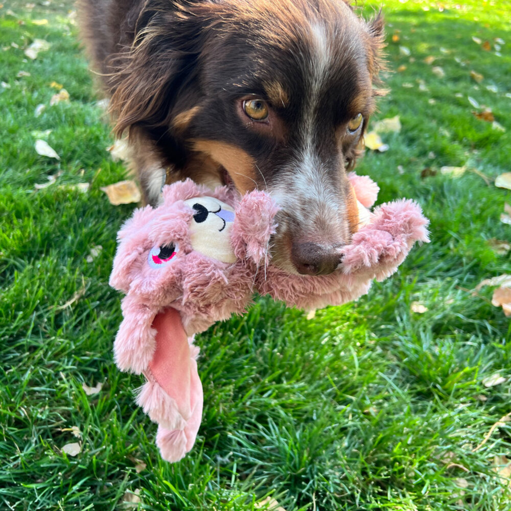 KONG Scrumplez Bunny medium, met verschuifbare oren waar piepjes in zitten. KONG Scrumplez Bunny medium, met verschuifbare oren waar piepjes in zitten.