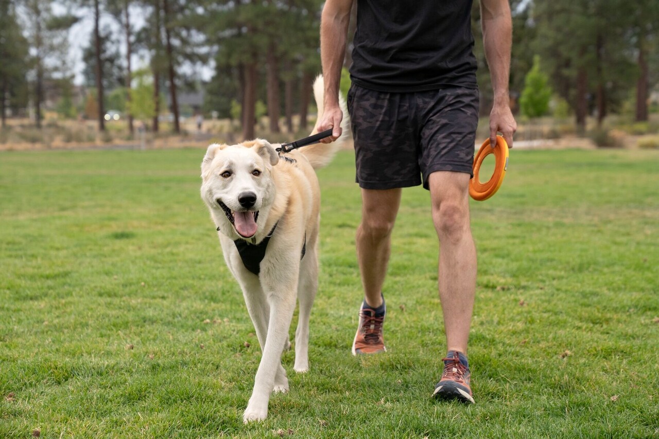 RUFFWEAR Front Range Short Leash, hou de hond kortbij met deze riem.
