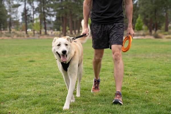 RUFFWEAR Front Range Short Leash, hou de hond kortbij met deze riem.