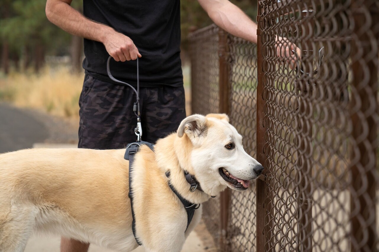 RUFFWEAR Front Range Short Leash, hou de hond kortbij met deze riem.
