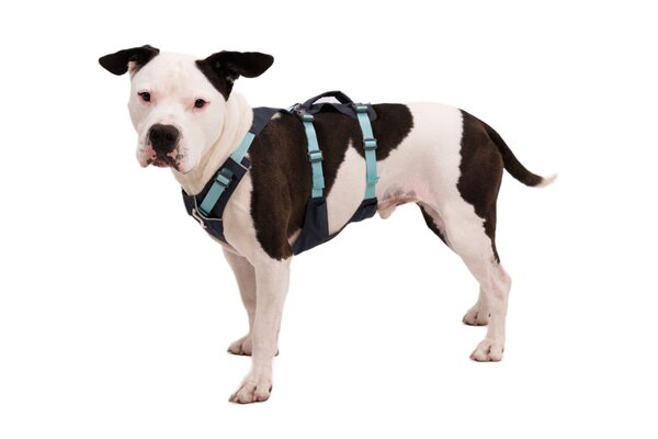 RUFFWEAR RUFFWEAR Flagline Harness