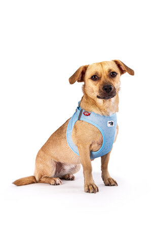 Curli Limited Edition harnas + lijn van 2024 Curli Limited Edition harnas + lijn van 2024