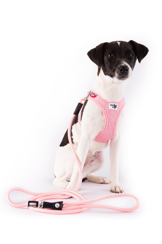 Curli Limited Edition harnas + lijn van 2024 Curli Limited Edition harnas + lijn van 2024