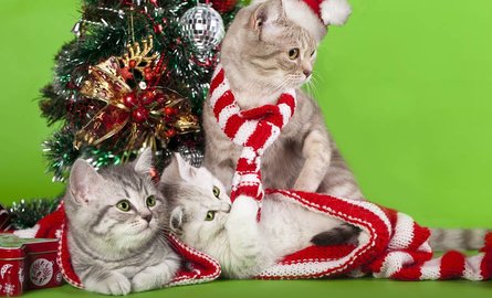 Huisdieren in de feestmaand