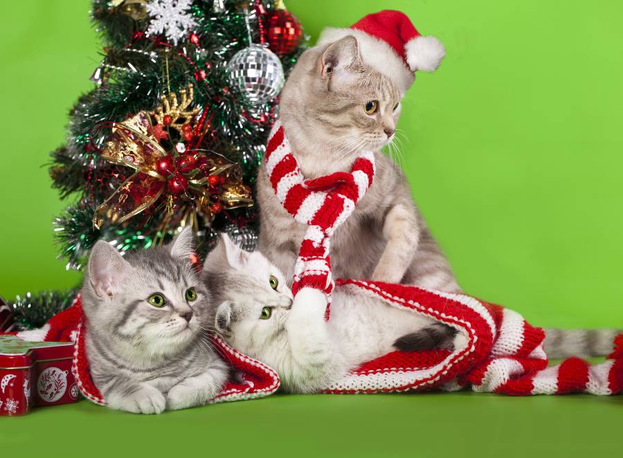 Huisdieren in de feestmaand