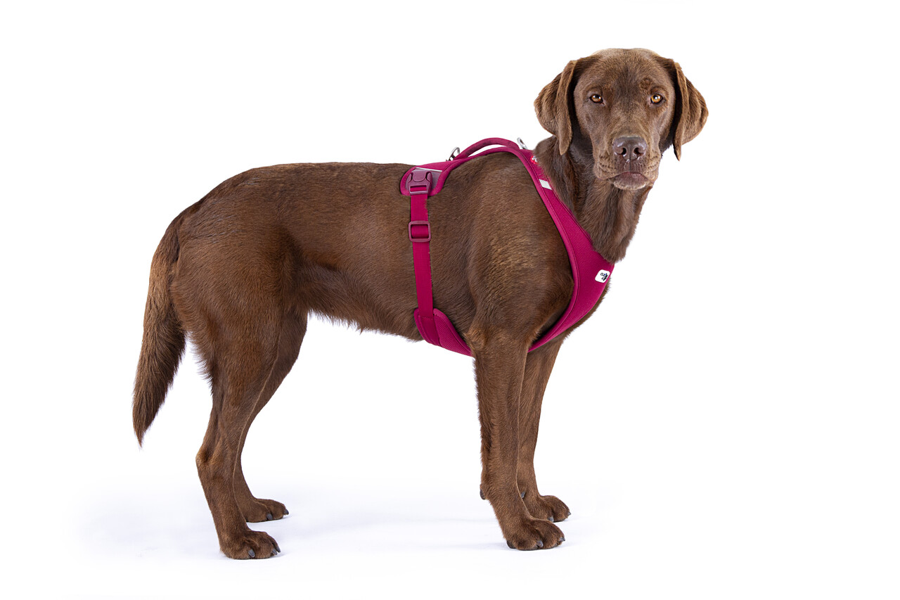 Curli Belka Air Mesh  Harnas, voor elke middelgrote tot grote hond een harnas met een mooie pasvorm. Curli Belka Air Mesh  Harnas, voor elke middelgrote tot grote hond een harnas met een mooie pasvorm.