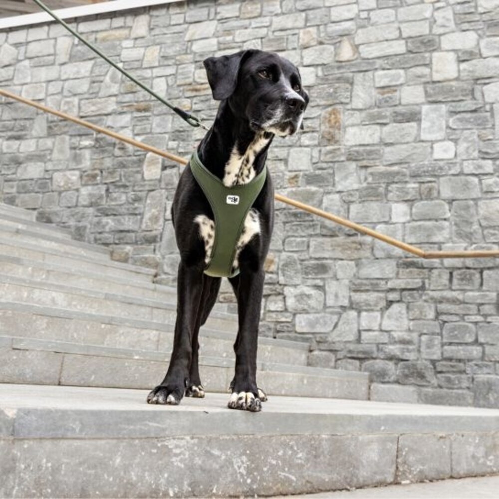 Curli Belka Air Mesh  Harnas, voor elke middelgrote tot grote hond een harnas met een mooie pasvorm. Curli Belka Air Mesh  Harnas, voor elke middelgrote tot grote hond een harnas met een mooie pasvorm.