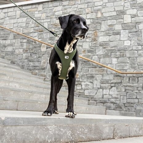 Curli Belka Air Mesh  Harnas, voor elke middelgrote tot grote hond een harnas met een mooie pasvorm. Curli Belka Air Mesh  Harnas, voor elke middelgrote tot grote hond een harnas met een mooie pasvorm.