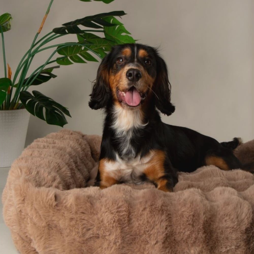 Scruffs Alpine Box Bed Taupe maat L (75 x 60 x 18 cm)  een zachte en comfortabele slaapplek voor honden Scruffs Alpine Box Bed Taupe maat L (75 x 60 x 18 cm)  een zachte en comfortabele slaapplek voor honden