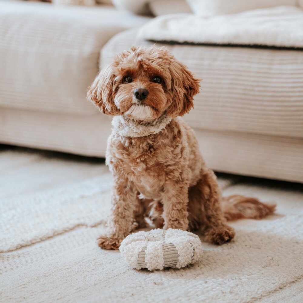 District 70 Daisy snuffelspeeltje District 70 Daisy snuffelspeeltje