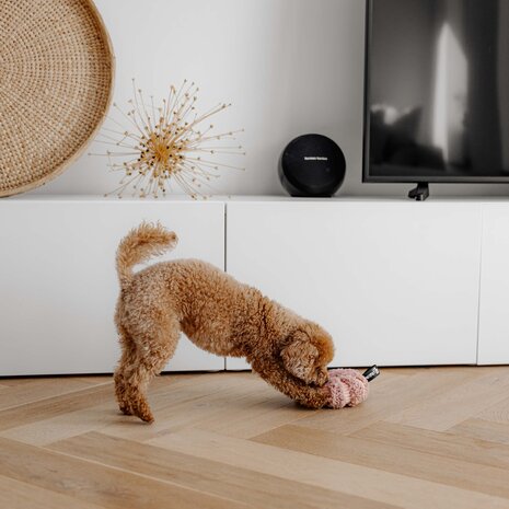 District 70 Daisy snuffelspeeltje District 70 Daisy snuffelspeeltje