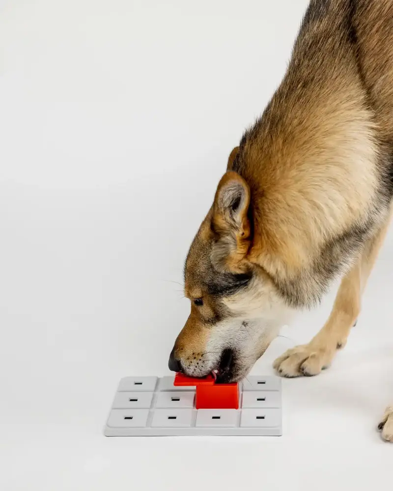 Pawzler Peach level 2 is een interactieve hondenpuzzel(element) voor honden die klaar zijn om hun puzzelvaardigheden naar een hoger niveau te tillen. Pawzler Peach level 2 is een interactieve hondenpuzzel(element) voor honden die klaar zijn om hun puzzelvaardigheden naar een hoger niveau te tillen.