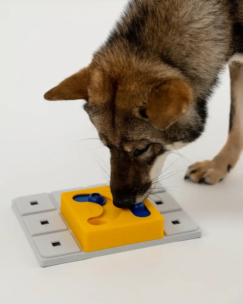 Pawzler Kaya level 2 is een interactieve hondenpuzzel(element) voor honden die klaar zijn om hun puzzelvaardigheden naar een hoger niveau te tillen. Pawzler Kaya level 2 is een interactieve hondenpuzzel(element) voor honden die klaar zijn om hun puzzelvaardigheden naar een hoger niveau te tillen.