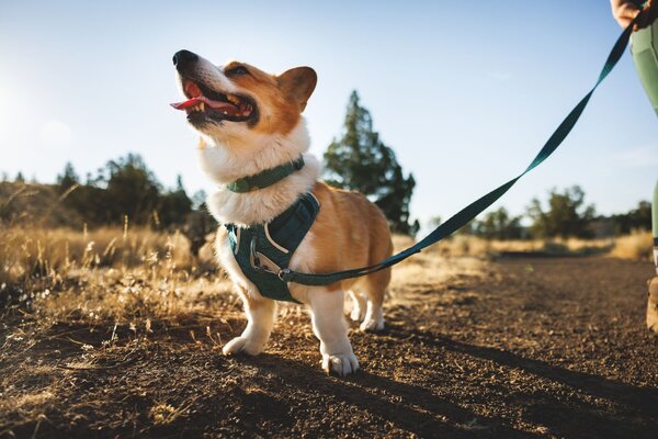 RUFFWEAR Front Range Flex een zacht en zeer comfortabel hondenharnas. RUFFWEAR Front Range Flex een zacht en zeer comfortabel hondenharnas.