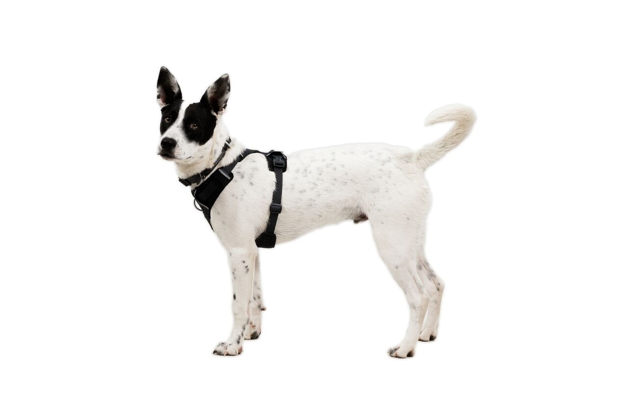 RUFFWEAR Front Range Flex een zacht en zeer comfortabel hondenharnas. RUFFWEAR Front Range Flex een zacht en zeer comfortabel hondenharnas.