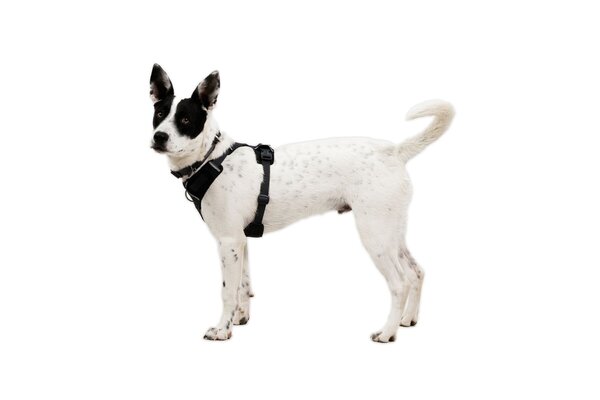 RUFFWEAR Front Range Flex een zacht en zeer comfortabel hondenharnas. RUFFWEAR Front Range Flex een zacht en zeer comfortabel hondenharnas.