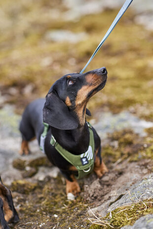 Hurtta Seeker Forest Harness , een comfortabel lichtgewicht harnas voor kleine tot middelgrote honden