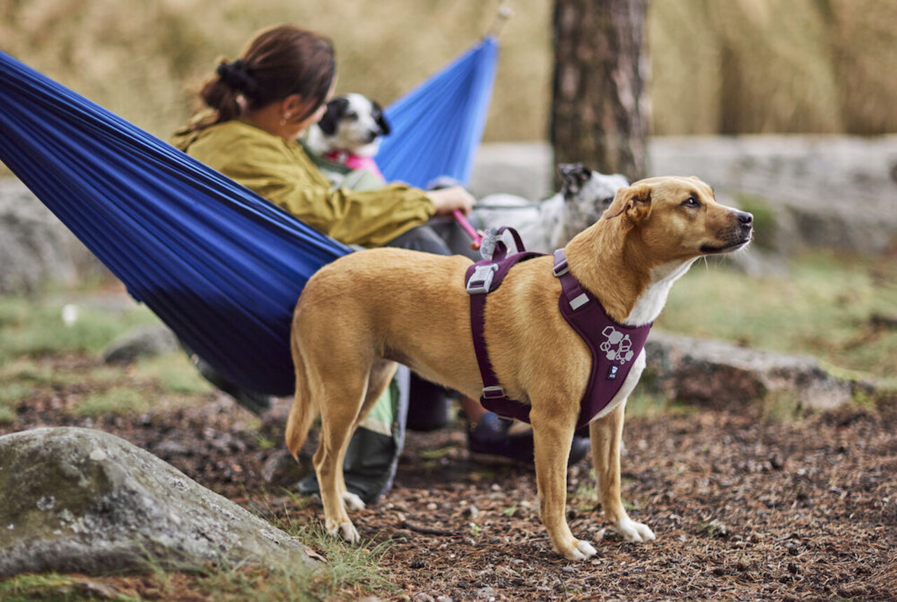 Hurtta Weekend Warrior Eco 2 Harness, makkelijk te verstellen Y-harnas Hurtta Weekend Warrior Eco 2 Harness, makkelijk te verstellen Y-harnas