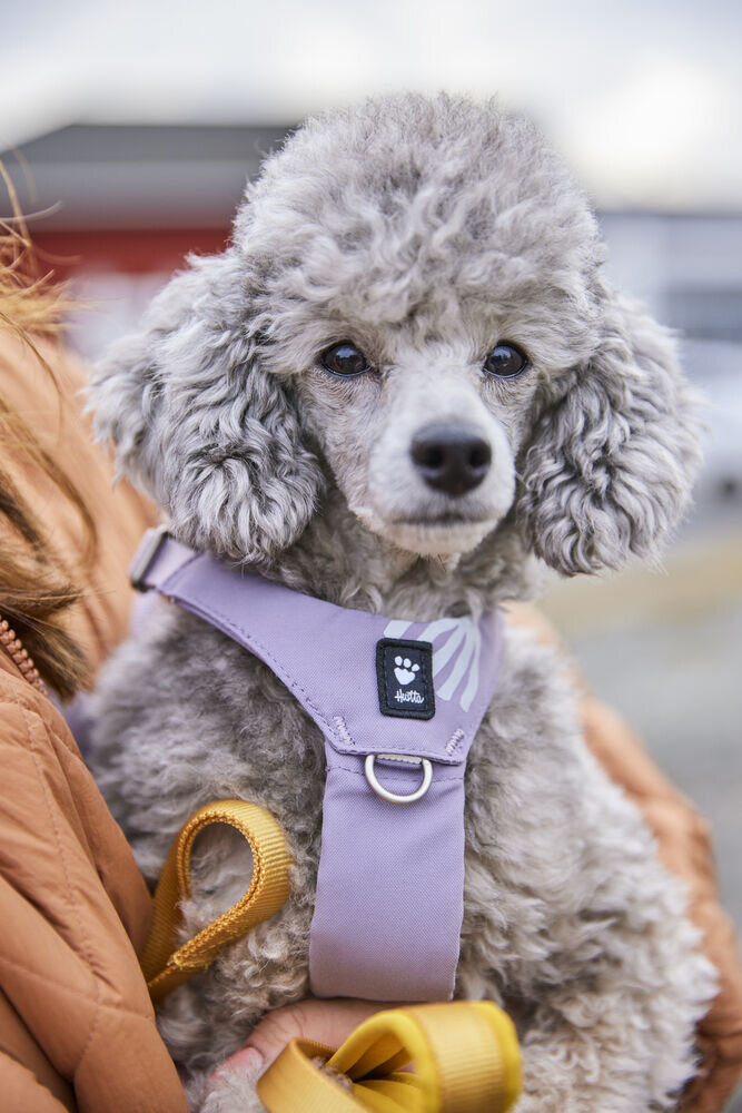 Hurtta Seeker Lavender Harness, een comfortabel lichtgewicht harnas voor kleine tot middelgrote honden