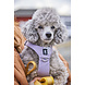 Hurtta Seeker Lavender Harness, een comfortabel lichtgewicht harnas voor kleine tot middelgrote honden