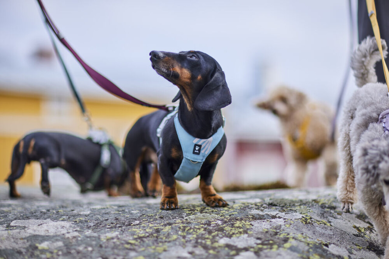Hurtta Seeker Stream Harness, een comfortabel lichtgewicht harnas voor kleine tot middelgrote honden