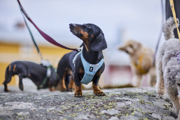Hurtta Seeker Stream Harness, een comfortabel lichtgewicht harnas voor kleine tot middelgrote honden