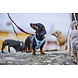 Hurtta Seeker Stream Harness, een comfortabel lichtgewicht harnas voor kleine tot middelgrote honden