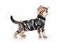 Recovery Suit Cat Recovery Suit Cat