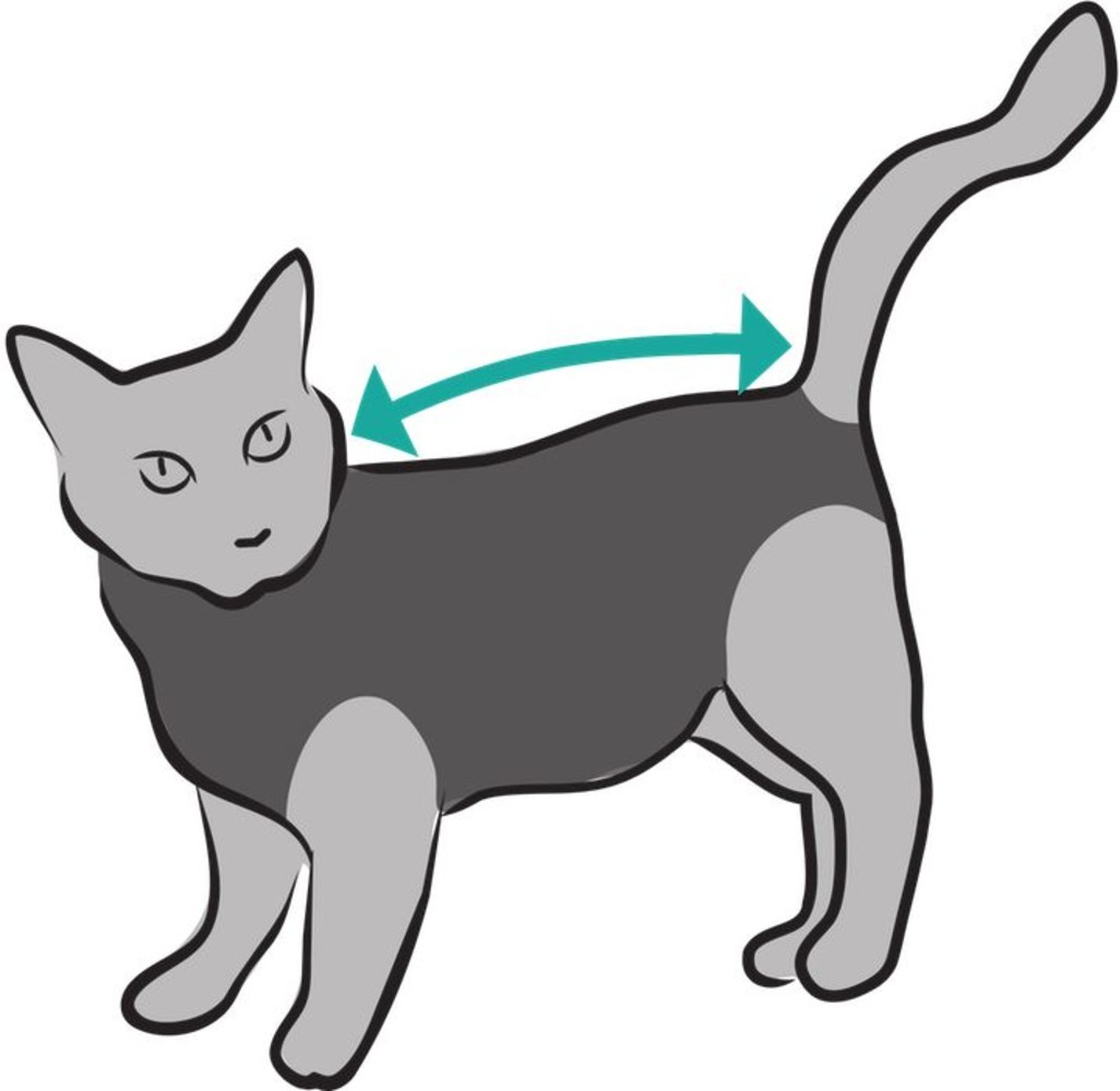 Suitical Beschermend shirt bij wonden en plekken voor katten Suitical Beschermend shirt bij wonden en plekken voor katten