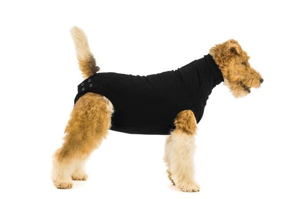 Stam deugd tot nu Suitical Recovery Suit voor honden - dierportiek