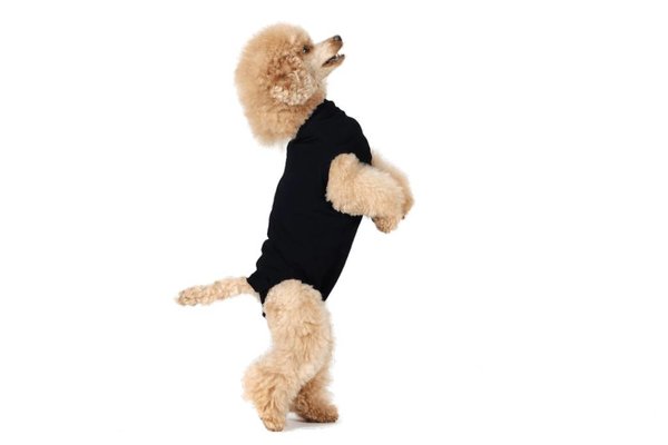 Suitical Beschermend shirt bij wonden en plekken voor honden Suitical Beschermend shirt bij wonden en plekken voor honden