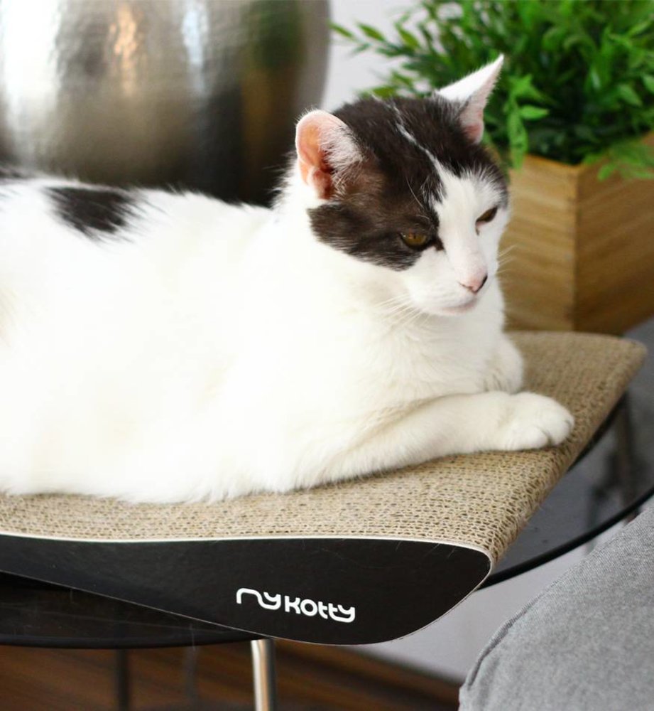 MyKotty MyKotty Tobi