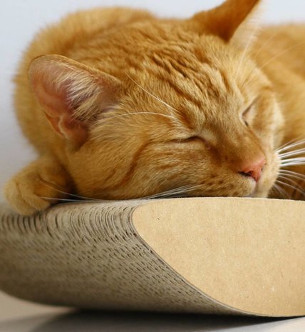 MyKotty MyKotty Tobi