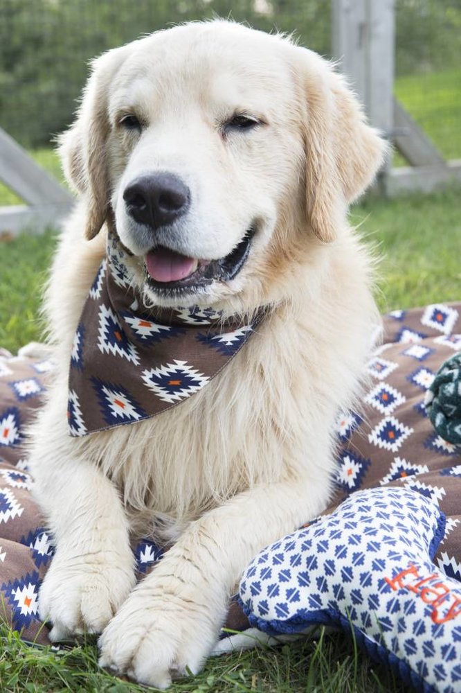 Territory Twee-zijdige bandana voor honden Territory Twee-zijdige bandana voor honden