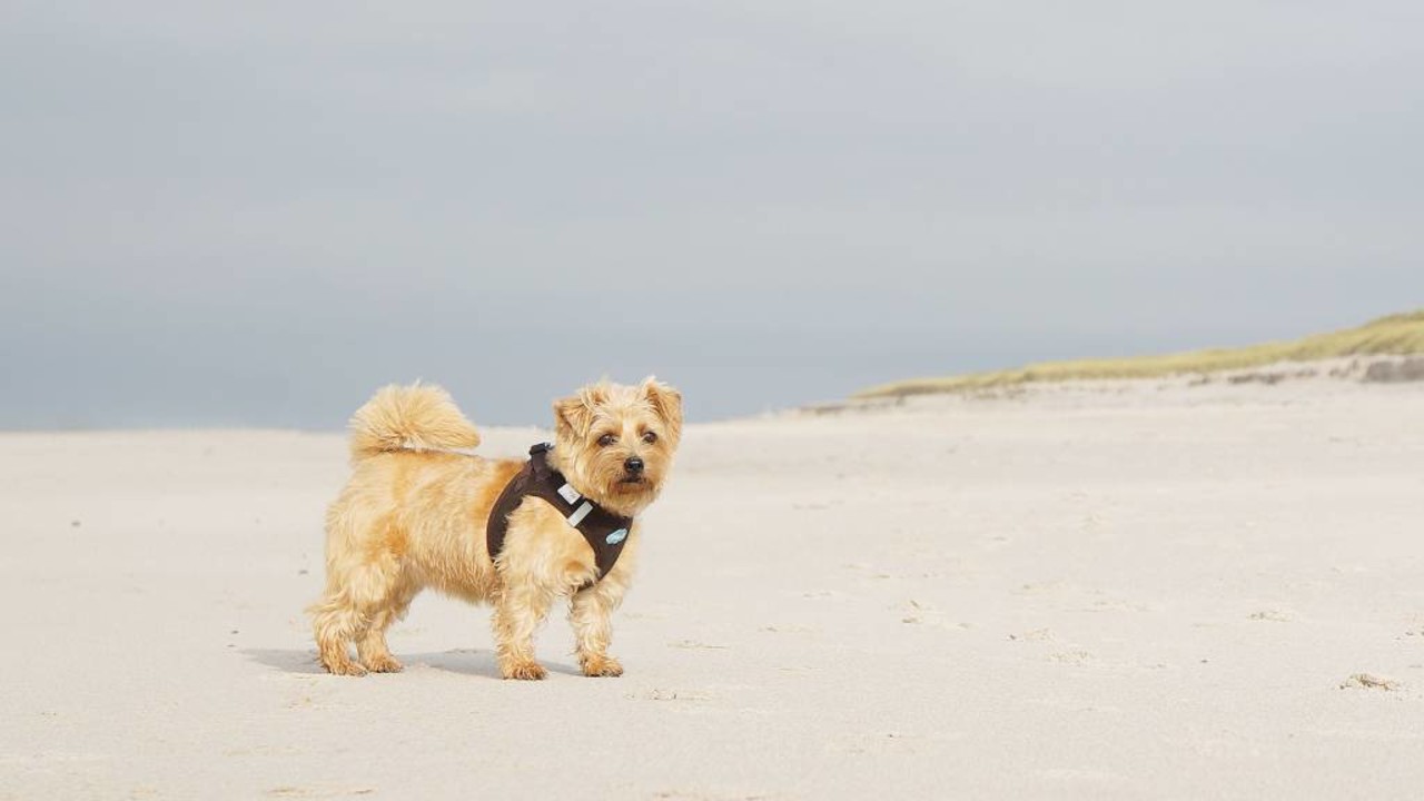 Curli Curli ribcord instaptuig