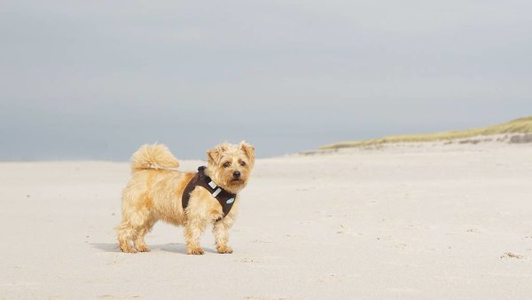 Curli Curli ribcord instaptuig