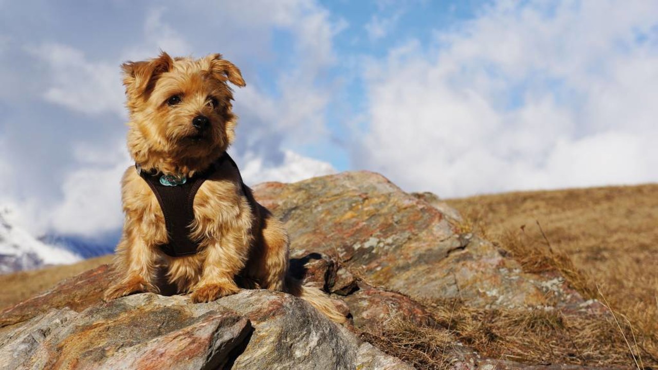 Curli Curli ribcord instaptuig