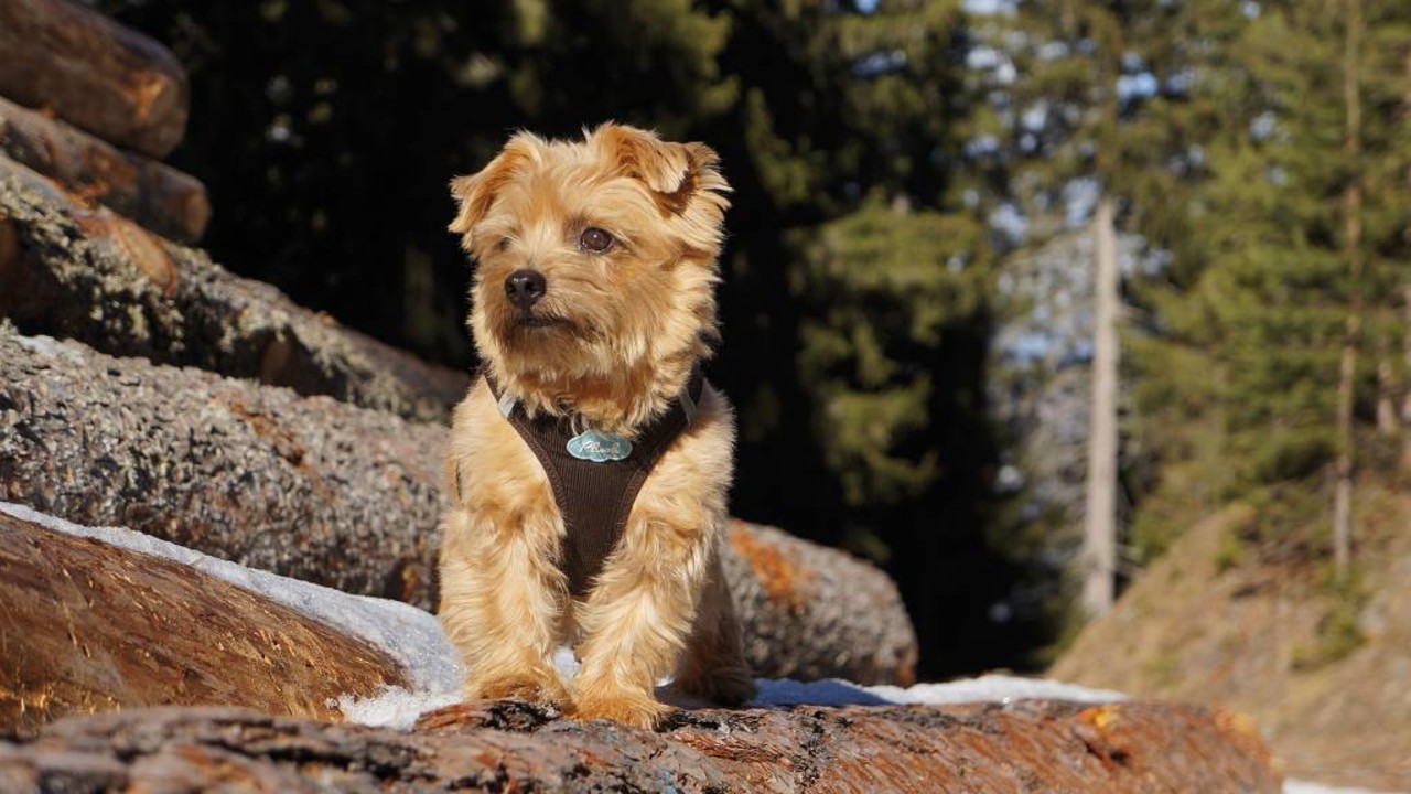 Curli Curli ribcord instaptuig