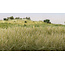 Woodland Scenics Statisches Gras Hellgrün (12 mm)