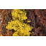 Woodland Scenics Feines Blattlaub - Herbstmischung