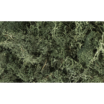 Flechten (Lichen) - Dunkelgrün