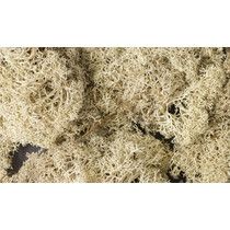 Flechten (Lichen) - Naturfarben