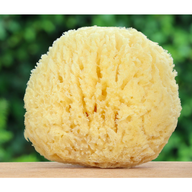 Natuursponzen in vele maten