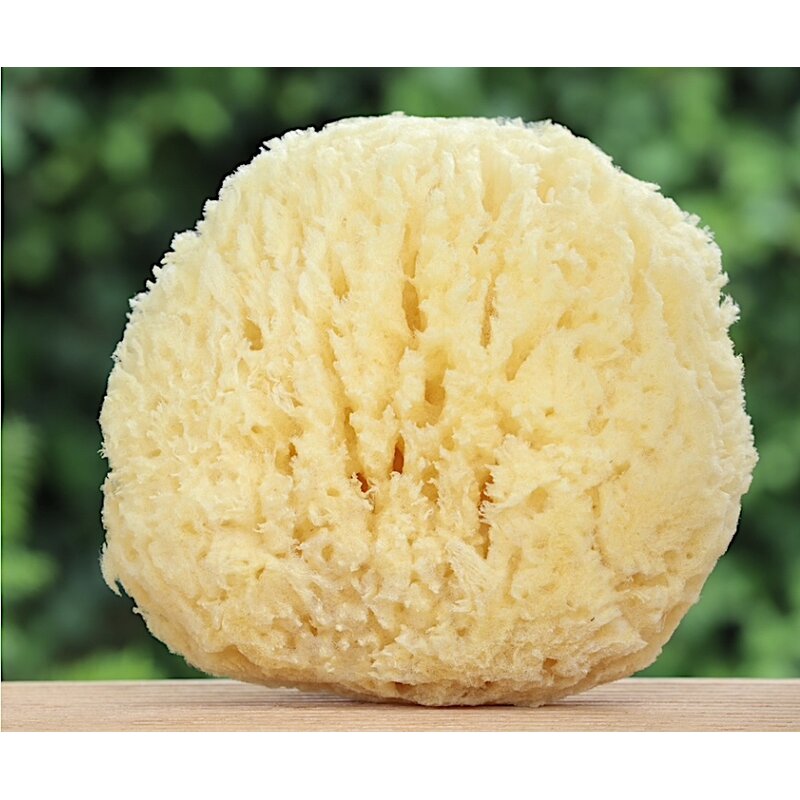 Natuursponzen in vele maten